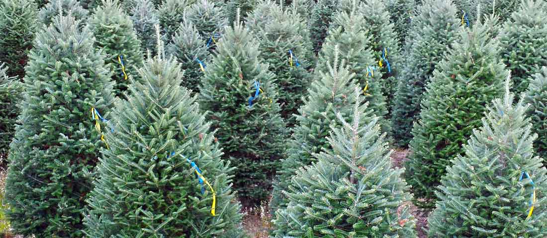 Christmas tree farm