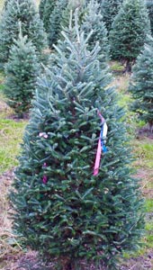 Fraser Fir