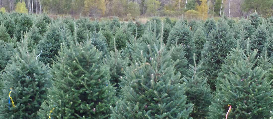 Christmas tree farm