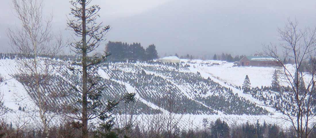 Winter tree farm
